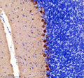 Anti-PKC gamma Rabbit Monoclonal Antibody
