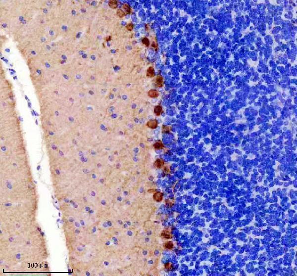 Anti-PKC gamma Rabbit Monoclonal Antibody