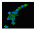 Anti-Rab5/RAB5A Antibody Picoband® (monoclonal, 3E9)