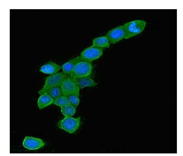 Anti-Rab5/RAB5A Antibody Picoband® (monoclonal, 3E9)