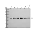 Anti-Rab5 RAB5A Rabbit Monoclonal Antibody
