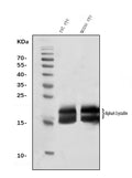 Anti-Alpha A Crystallin Antibody Picoband® (monoclonal, 10B9)
