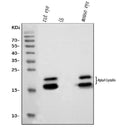 Anti-Alpha A Crystallin Antibody Picoband® (monoclonal, 8H6)