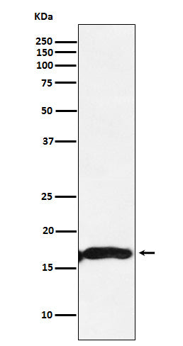 Western blot analysis of CRYAA expression in Mouse eyeball lysate.