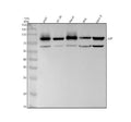 Anti-Catenin gamma JUP Rabbit Monoclonal Antibody