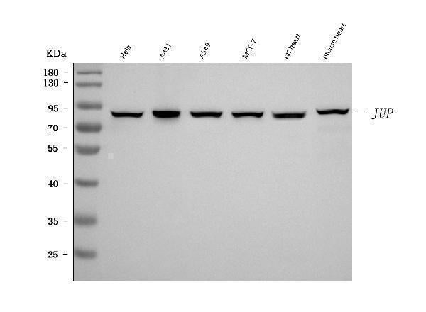Anti-gamma Catenin Antibody Picoband® (monoclonal, 4C12D7)