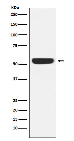 Western blot analysis of CAMKIV expression in Jurkat cell lysate.