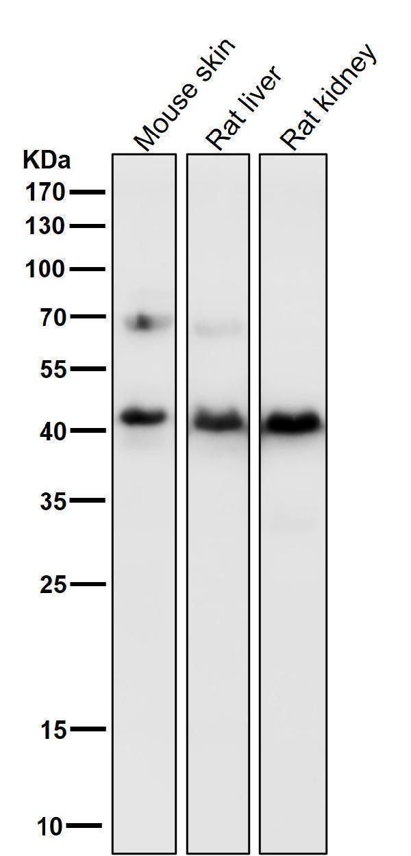 All lanes use the Antibody at 1:2K dilution for 1 hour at room temperature.