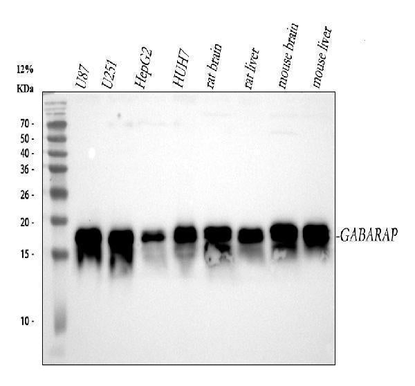 Anti-GABARAP Monoclonal Antibody