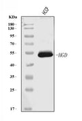 Anti-HGD Antibody Picoband® (monoclonal, 2F11E1)