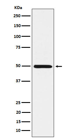 Western blot analysis of HGD expression in HepG2 cell lysate.