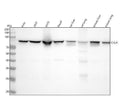 Anti-IKK alpha CHUK Rabbit Monoclonal Antibody