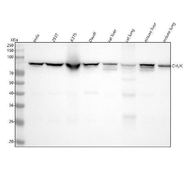 Anti-IKK alpha CHUK Rabbit Monoclonal Antibody