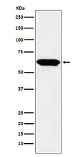 Western blot analysis of E2F4 expression in Raji cell lysate.