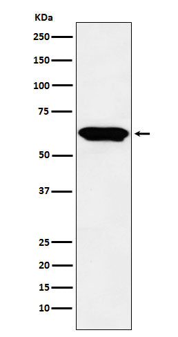 Western blot analysis of E2F4 expression in Raji cell lysate.