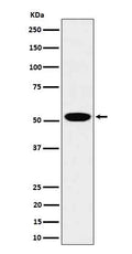 Western blot analysis of LAP3 expression in 293T cell lysate.