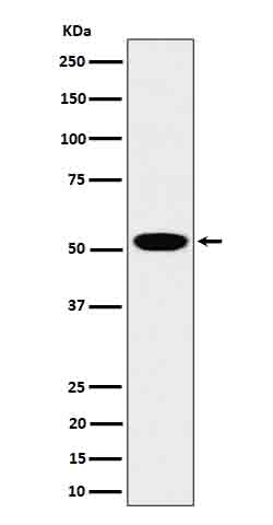 Western blot analysis of LAP3 expression in 293T cell lysate.