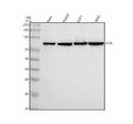 Anti-Radixin Rabbit Monoclonal Antibody