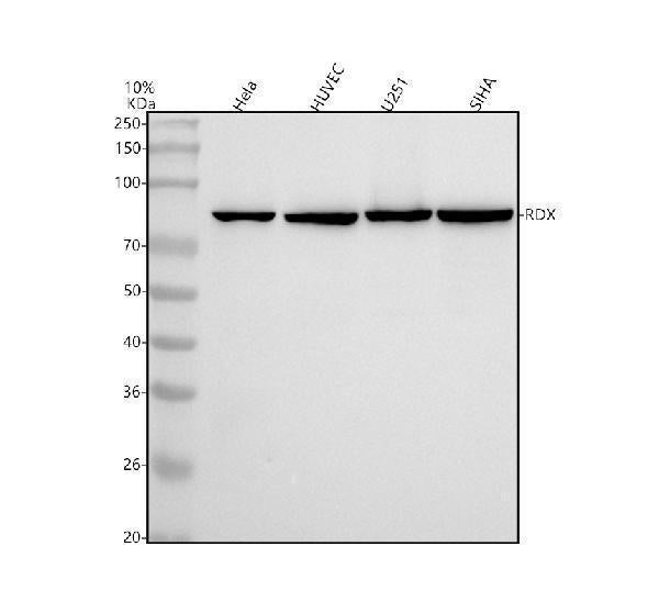 Anti-Radixin Rabbit Monoclonal Antibody