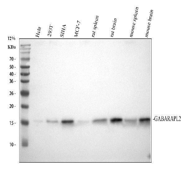 Anti-GABARAPL2 Rabbit Monoclonal Antibody