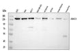 Anti-SMC3 Antibody Picoband® (monoclonal, 4C12)
