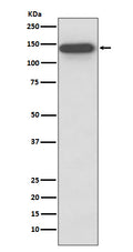 Western blot analysis of SMC3 expression in HeLa cell lysate.