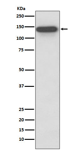 Western blot analysis of SMC3 expression in HeLa cell lysate.