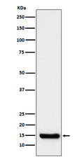 Western blot analysis of TTC11 expression in Raji cell lysate.