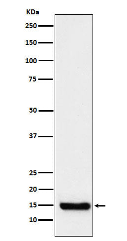Western blot analysis of TTC11 expression in Raji cell lysate.