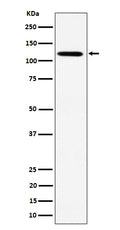 Western blot analysis of KIF5B expression in HeLa cell lysate.