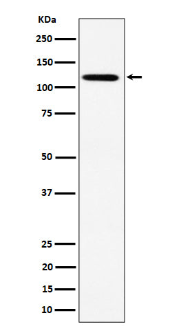 Western blot analysis of KIF5B expression in HeLa cell lysate.
