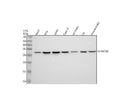 Anti-CHMP2B Rabbit Monoclonal Antibody