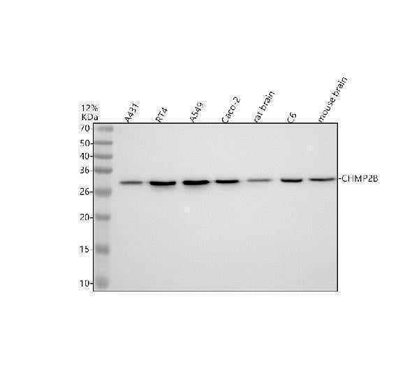 Anti-CHMP2B Rabbit Monoclonal Antibody