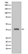 Western blot analysis of HTRA2 expression in Jurkat cell lysate.
