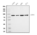 Anti-Calpain 1 Antibody Picoband® (monoclonal, 2I10)