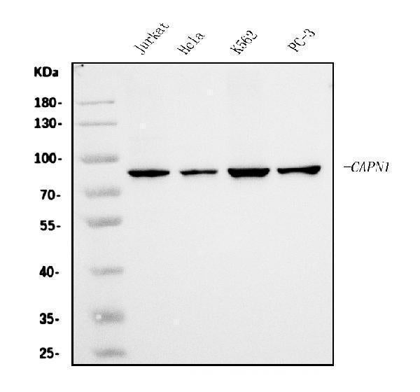 Anti-Calpain 1 Antibody Picoband® (monoclonal, 2I10)