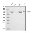 Anti-Calpain 1 Antibody Picoband® (monoclonal, 2E3)