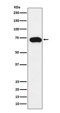 Western blot analysis of SLC22A1 expression in SW480 cell lysate.