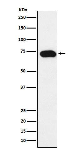 Western blot analysis of SLC22A1 expression in SW480 cell lysate.