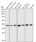 All lanes use the Antibody at 1:5K dilution for 1 hour at room temperature.