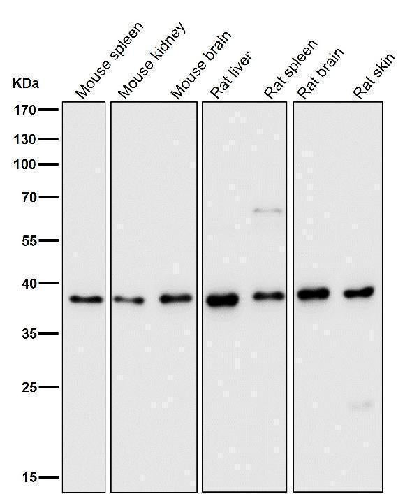All lanes use the Antibody at 1:5K dilution for 1 hour at room temperature.
