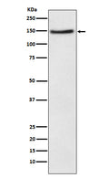 Western blot analysis of Niemann Pick C1 Like 1 expression in HeLa cell lysate.