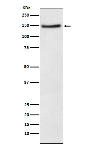 Western blot analysis of Niemann Pick C1 Like 1 expression in HeLa cell lysate.