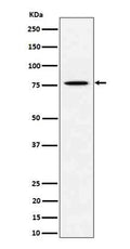 Western blot analysis of PSIP1 / LEDGF expression in HeLa cell lysate.