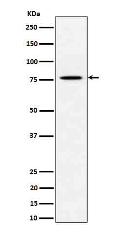 Western blot analysis of PSIP1 / LEDGF expression in HeLa cell lysate.