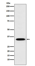Western blot analysis of STX1A expression in SH-SY5Y cell lysate.