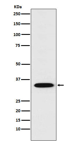 Western blot analysis of STX1A expression in SH-SY5Y cell lysate.