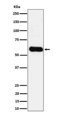 Western blot analysis of CD275 in HUVEC cell lysate.