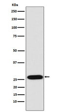 Western blot analysis of LIN28 expression in NCCIT cell lysate.