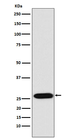 Western blot analysis of LIN28 expression in NCCIT cell lysate.